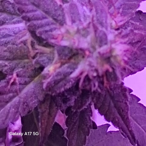 First Lagit Grow — none, day 39