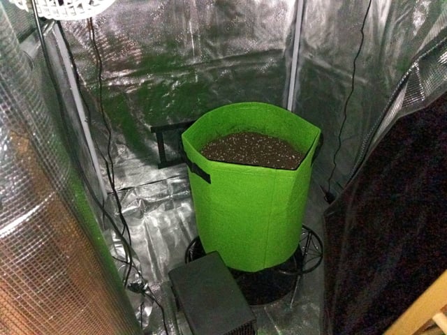 FastBuds Photo-Lemon Mandarin  — germination, day 1