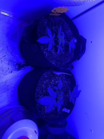 Gelly Mama and Sugar Tree — vegetative, day 31