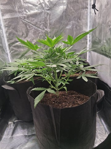 First Indoor Grow  — vegetative, day 27
