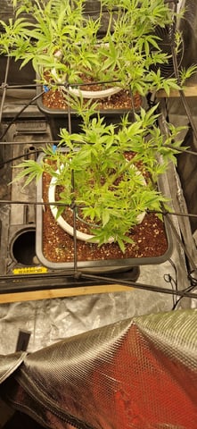 Indigo Saphirex2 And Slush Mint Cake X2 — flower, day 59