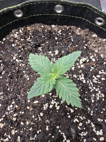  1 Blue Zushi x Venom & 1 Jack Here x Strawberry Cookies OG — vegetative, day 10