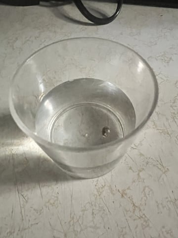 Inside Mother Plants — germination, day 1