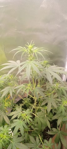 frst grow tent grow — auto, day 59