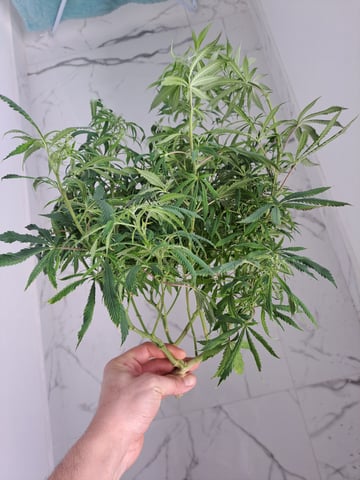 Yeti's Perpetual — vegetative, day 112