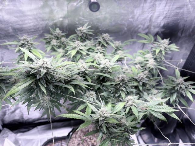 CANDYLAND — flower, day 142