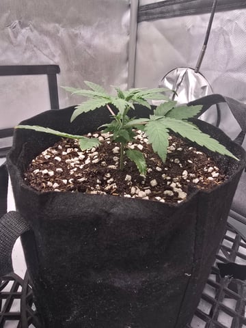 Dream beans burnt garlic — vegetative, day 19