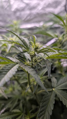 Grow 1 — vegetative, day 41