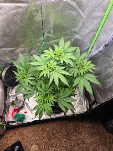 First grow — vegetative, day 41