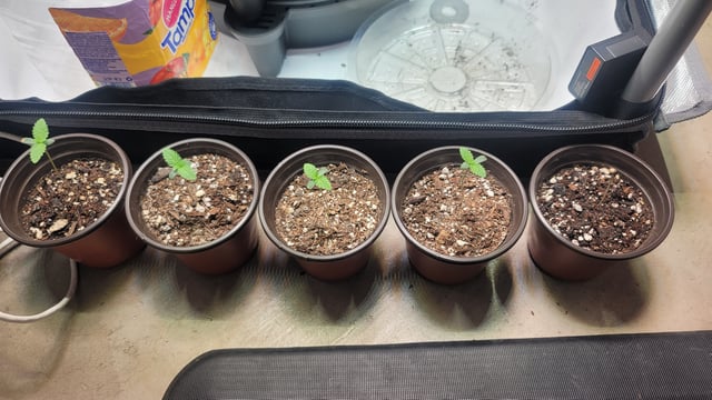 Poison Rainbows — seedling_rooting, day 7