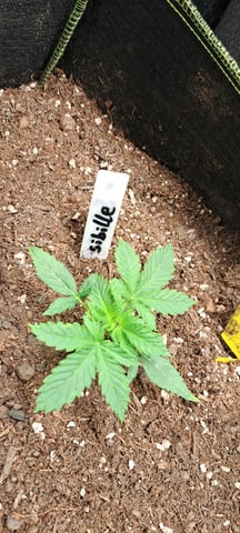 First Grow with the new setup  — vegetative, day 15