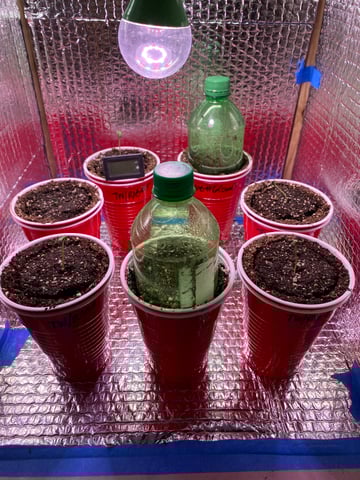 The White X Run Away Bride #3 — germination, day 5