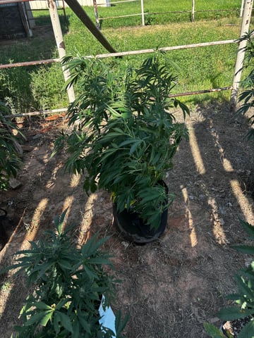 Outdoor Grow — vegetative, day 84