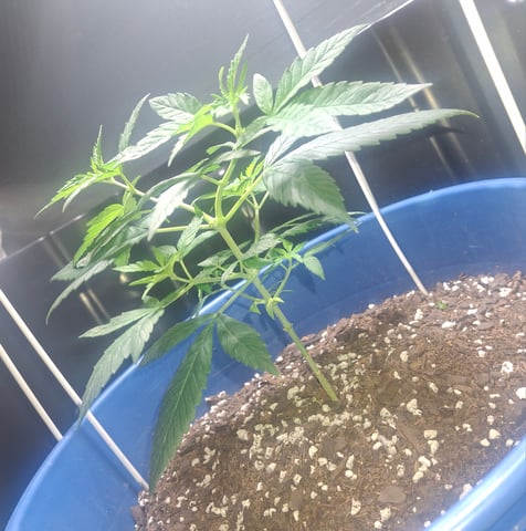 5 Random Seeds in a pot I found in my grinder. — vegetative, day 1