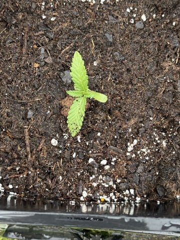 Random Seed — grow_setup, day 2