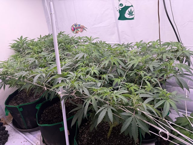 indoor tent  — flower, day 22
