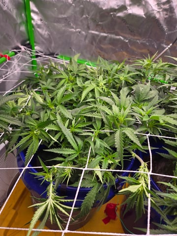 Fastbuds Autoflower Run — flower, day 62