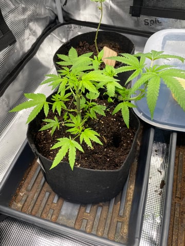 BETTERDAYZBUDZ — vegetative, day 1