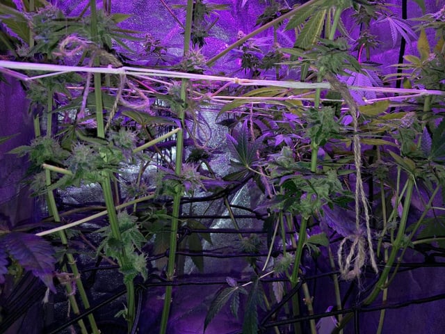 II — flower, day 89