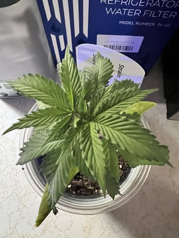 Inside Mother Plants — vegetative, day 30