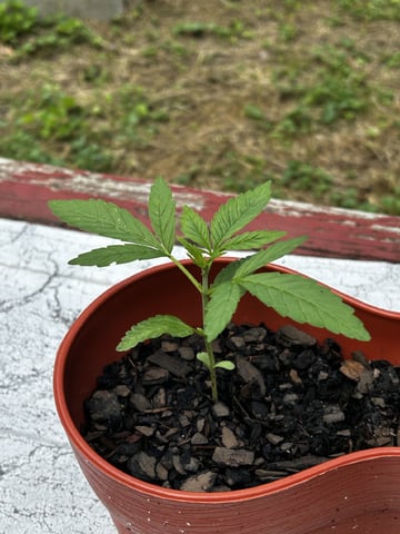 2026 Outdoor — seedling_rooting, day 3