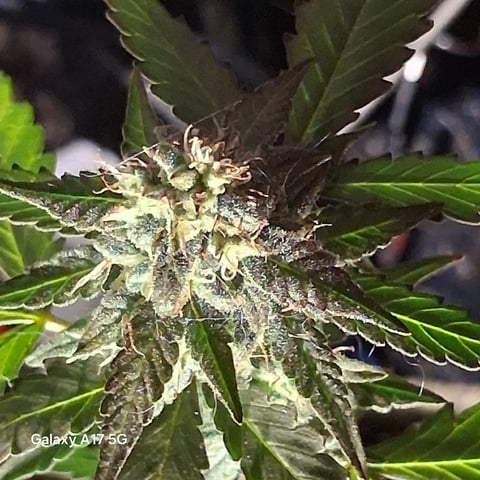 First Lagit Grow — harvest, day 40
