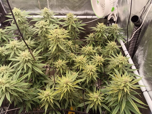 Starfighter/Ohio Guptilla Hybrid — flower, day 19