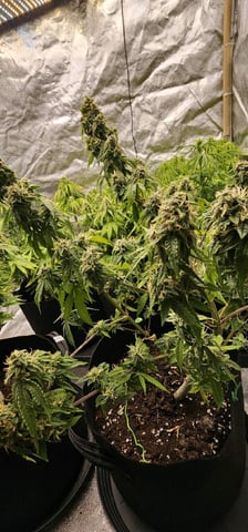 skywalker haze — grow_setup, day 82