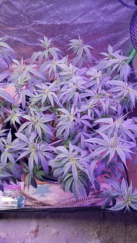 Purple Plum Perfect 💜 & 2 Grape Runtz 🍇 Mainlining garden.  — vegetative, day 103