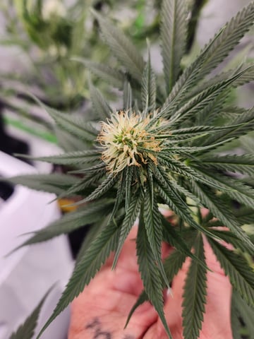 Blue — flower, day 1