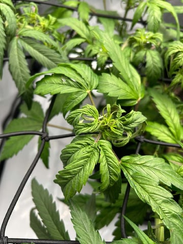 Vanna's Vanilla — auto, day 40
