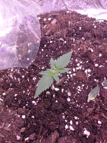 AWC  — seedling_rooting, day 17