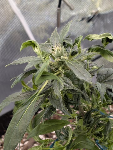 C99 CloneWars! — vegetative, day 3