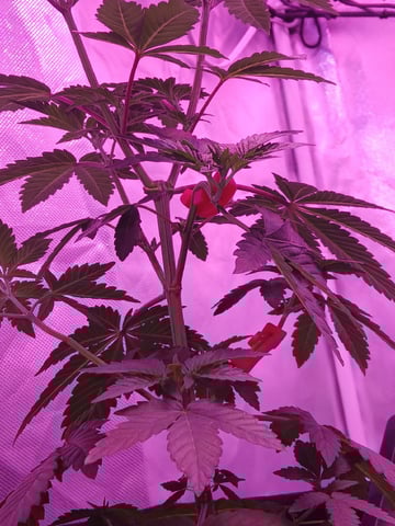 CountryG  — seedling_rooting, day 56