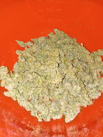 Blueberry critical kush x purple peyote wifi  and one L.a kush cake . — flower, day 37