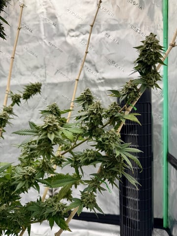 Bluntz Grow — flower, day 65