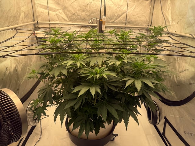 The little plant that could! — vegetative, day 37