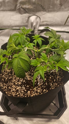 first grow — vegetative, day 30