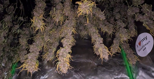 Strawberry Cheesecake Seedsman Seeds Autoflowers x2 — flower, day 96