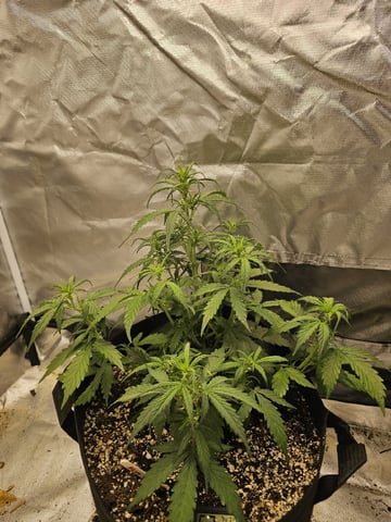 Blue Dream — flower, day 36