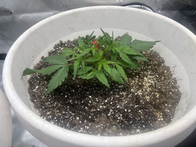 Autoskunk and OG Kush — vegetative, day 25