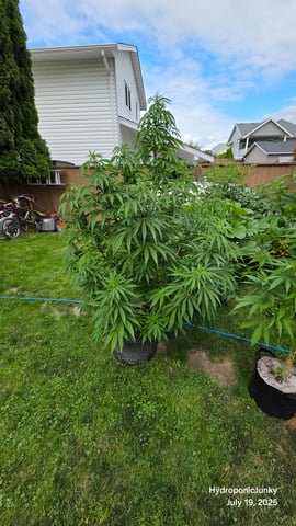 Canadian Summer Outdoor — vegetative, day 67