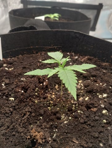 First grow — vegetative, day 13
