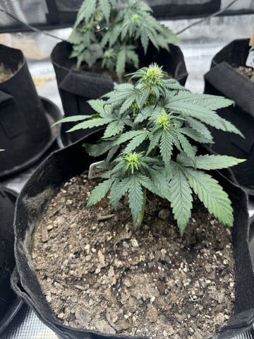 SSH and BD — flower, day 32