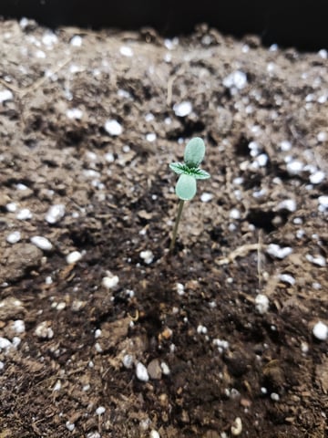 🍁Segunda Hornada — seedling_rooting, day 1