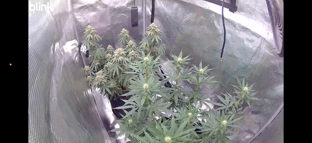 BloodMoon Gelato — flower, day 104