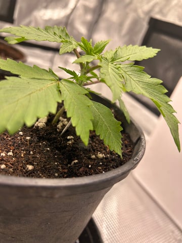 2025-26 harvest INDOOR — vegetative, day 48