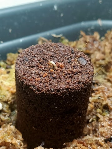 Jeanne — germination, day 6