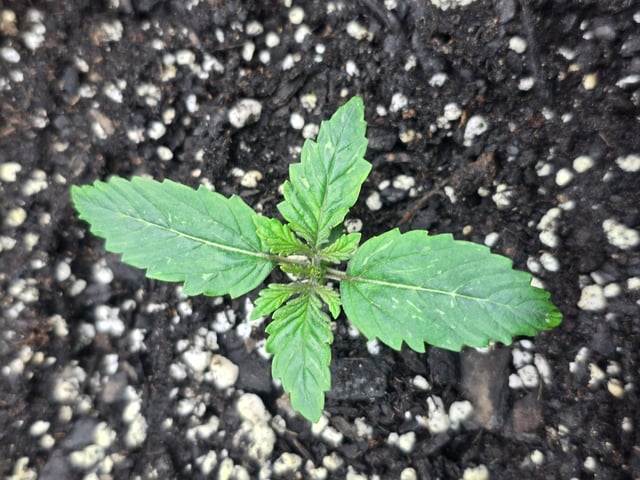 2nd Autoflower Indoor Grow — seedling_rooting, day 11