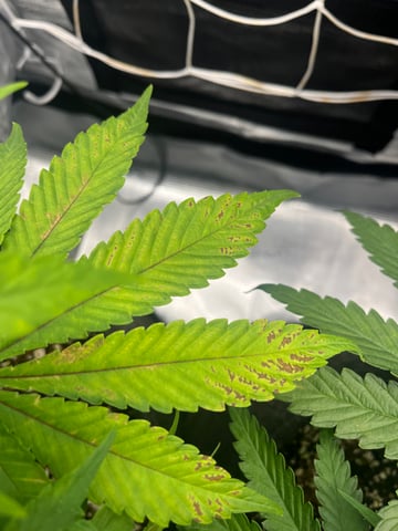 Gorilla Zkittlez & RS #11 — flower, day 50